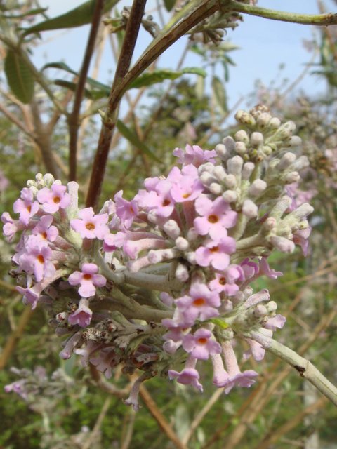 Buddleja officinalis fleur P1B (2)